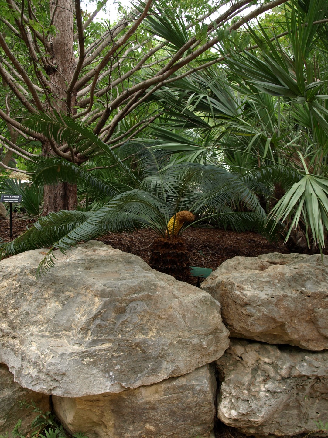 Dukon Cycad in Full View